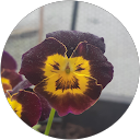 Anna profile picture