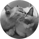 Ron Lindström profile picture